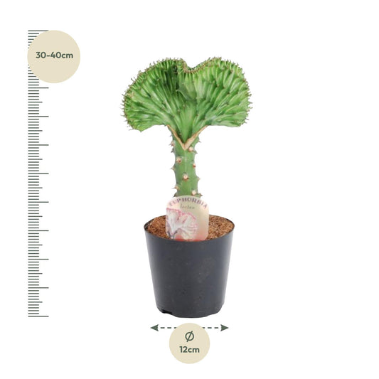 Euphorbia lactea cristata grün – 35 cm – Ø12