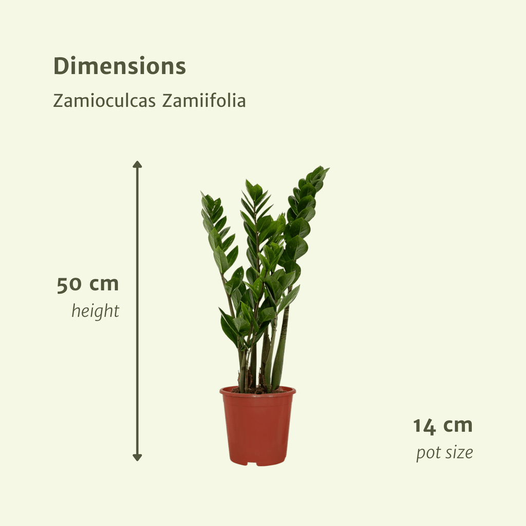 2x Zamioculcas Zamiifolia, Smaragdpalme, 50 cm, Ø14 cm