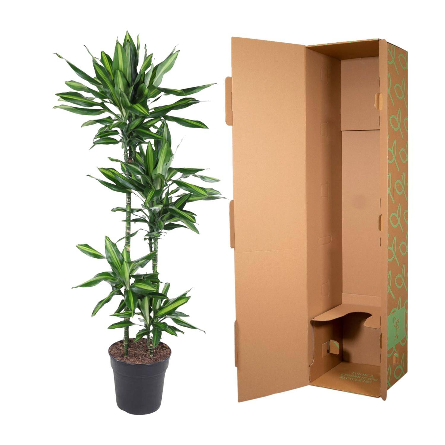 Dracaena cintho – 150 cm – ø27 - Botanic-Vibes