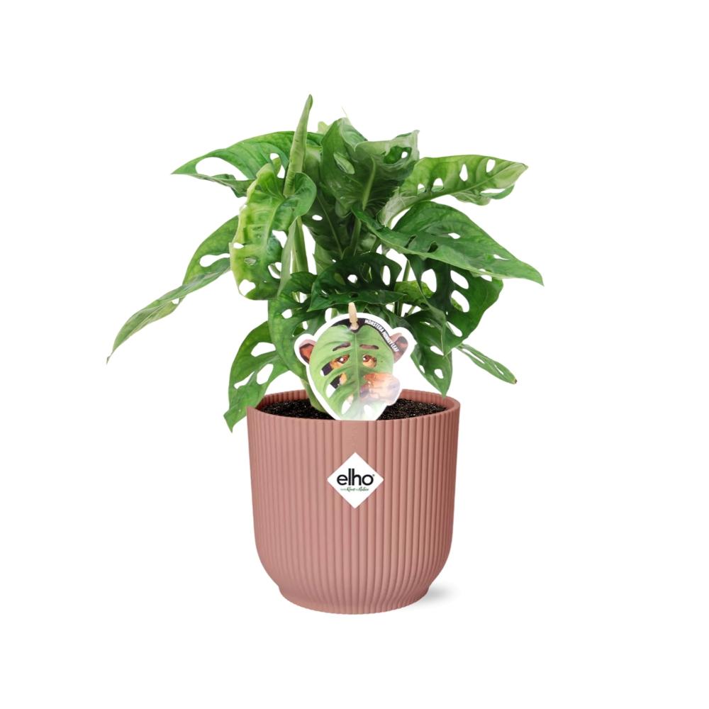 Monstera ‘Monkey Leaf’ im ELHO Vibes Fold, 14 cm, rosa