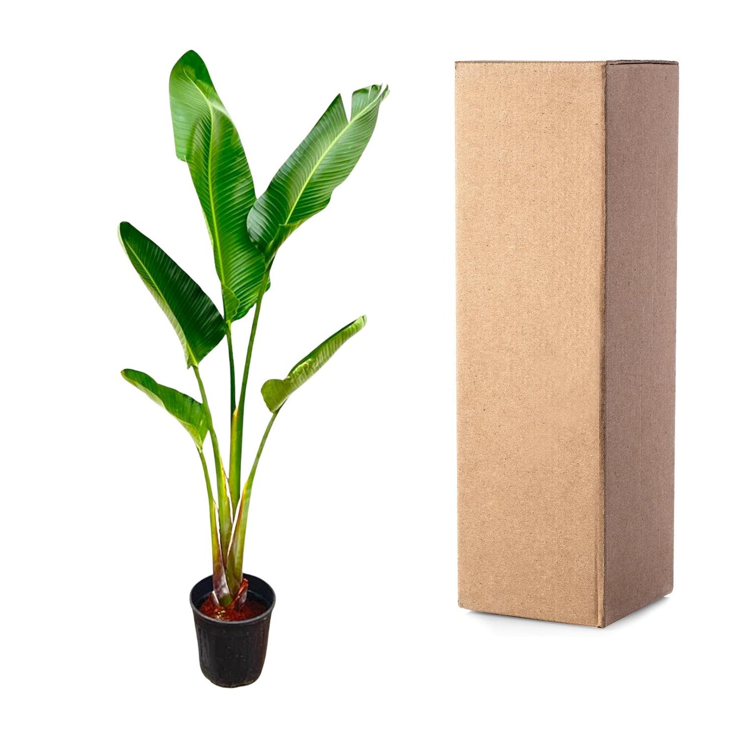 Strelitzia augusta – 220cm – Ø30