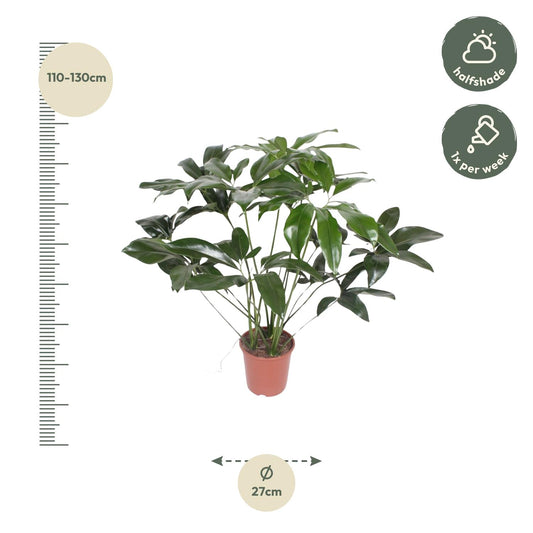 Philodendron Green Wonder – 120 cm – Ø24