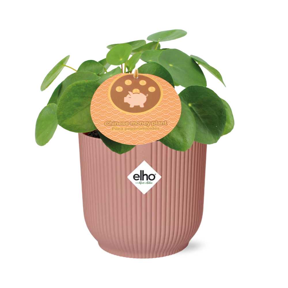 Mother's Day, Pilea Peperomioides 12 cm im ELHO Vibes Fold, 14 cm, rosa