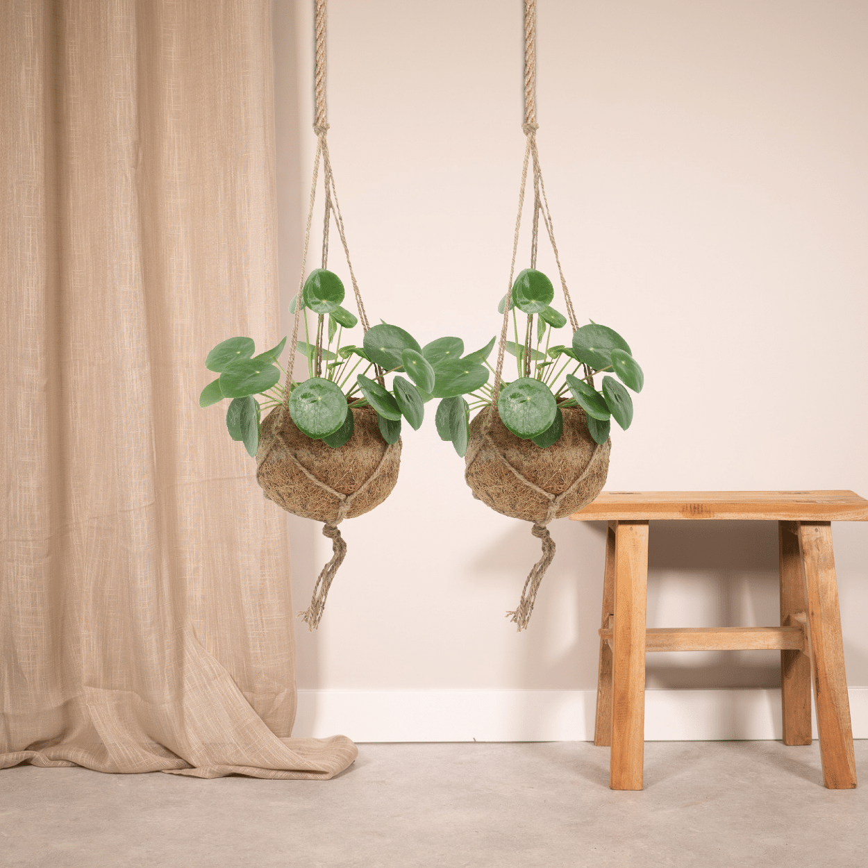 2x Kokodama Pilea Peperomiodes, Pfannkuchenpflanze, 20 cm, Ø15 cm