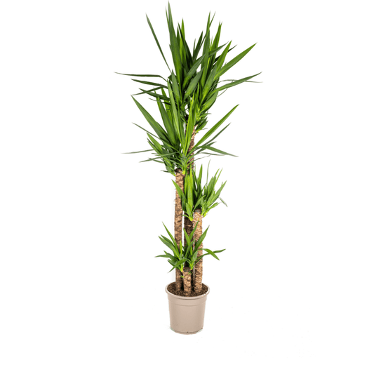 Yucca Elephantipes Ø27cm - ↕150 - 170cm - Botanic-Vibes