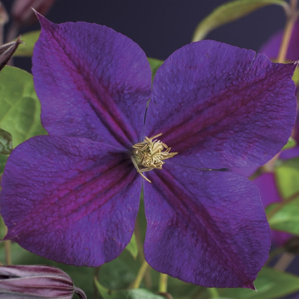 Kletterpflanze, Clematis Star of India, Blüte Rosa, Pflegeleicht, 2 Pflanzen, Topf 11 cm 40 cm
