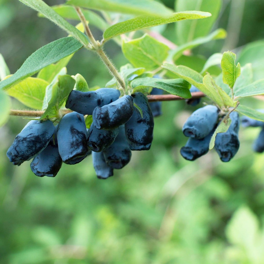 Obstpflanze, Lonicera caerulea Kamchatika, Honigbeere, Winterhart, Blaue Frucht, 2 Pflanzen, Topf 15 cm, 50 cm