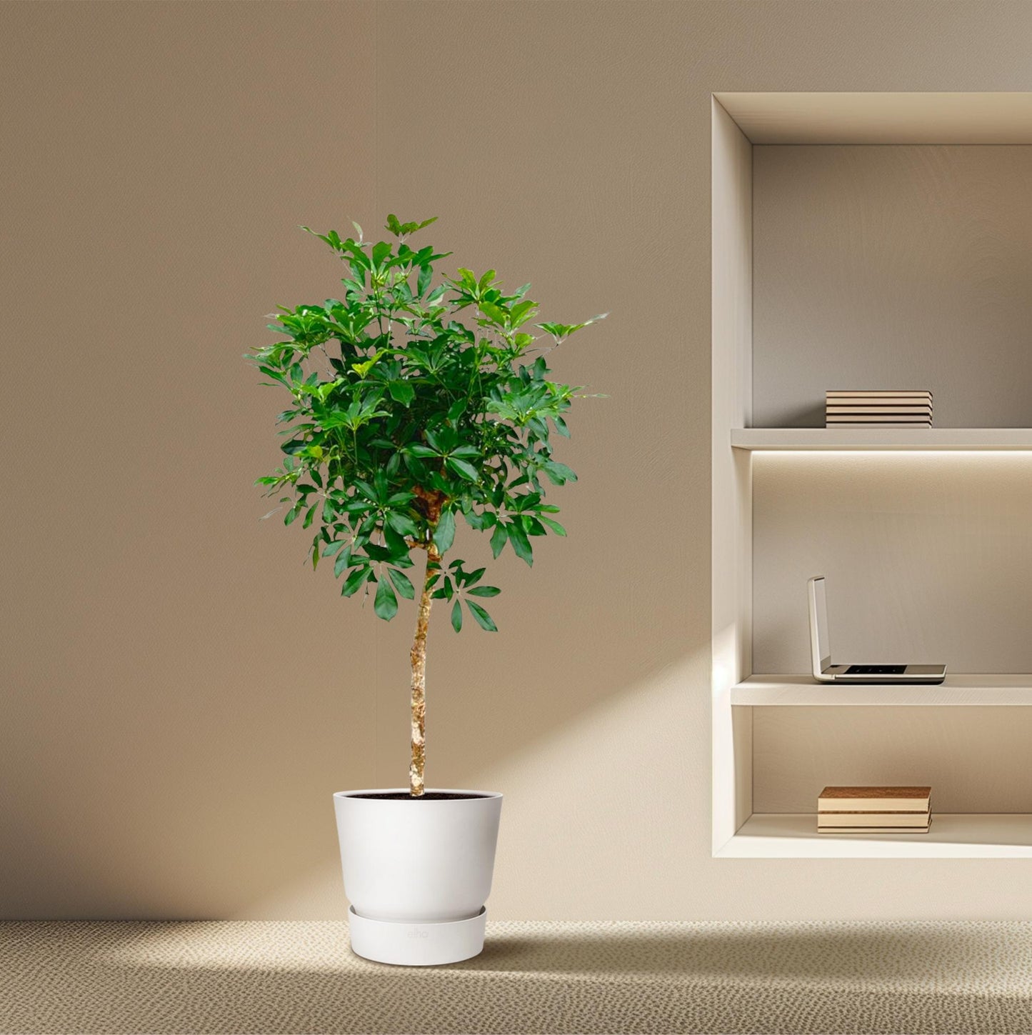 Schefflera auf Stamm – 170cm – Ø35