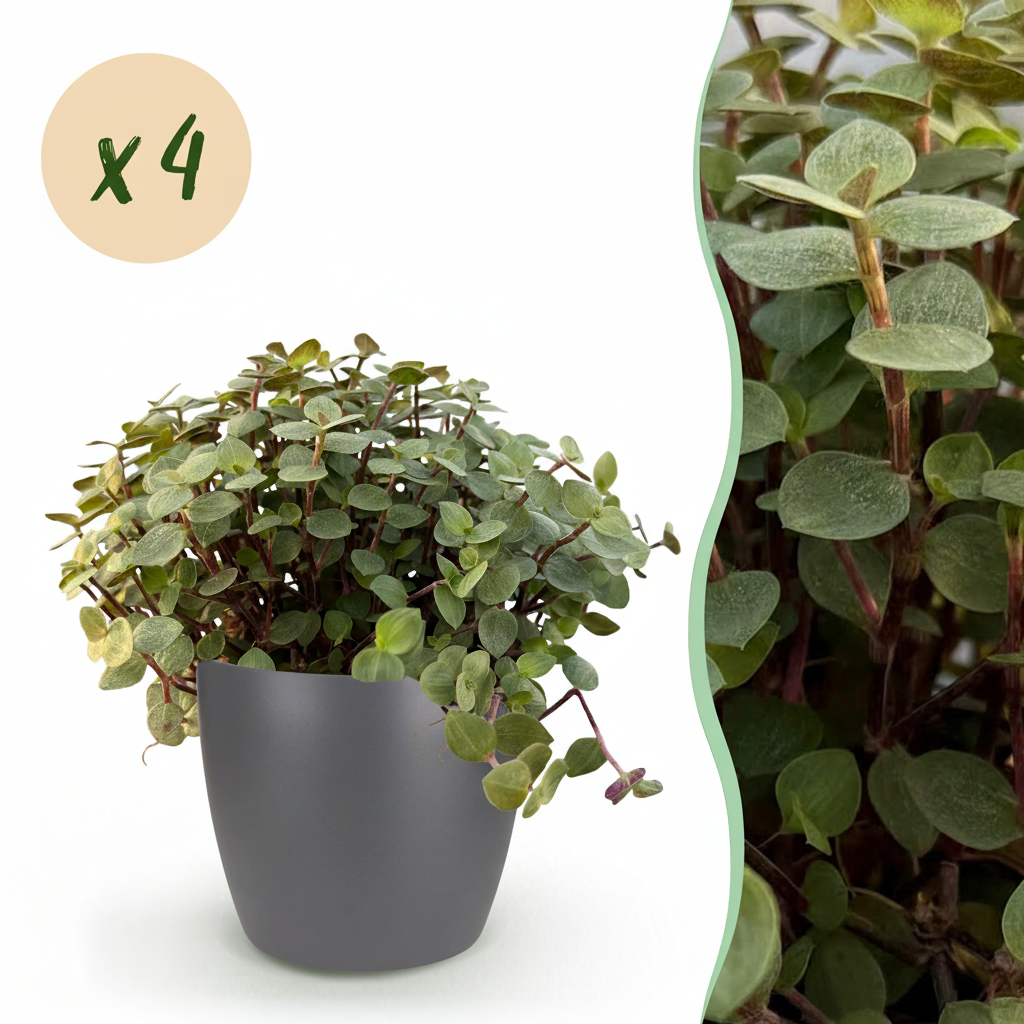 Green boutiQ, Zimmerpflanze, Calissia repens, Katzengras, Haustierfreundlich, Grün, Topf 12cm, Höhe 17, 20cm