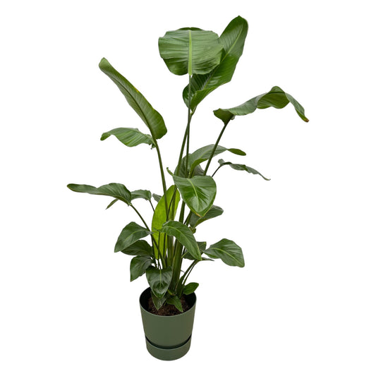 Strelitzia nicolai inklusive elho Greenville Round grün – 160cm – Ø30