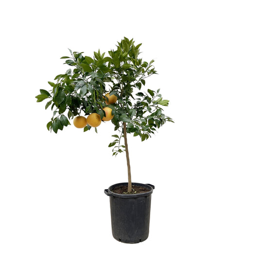 Citrus Pompelmo – 150 cm – Ø40