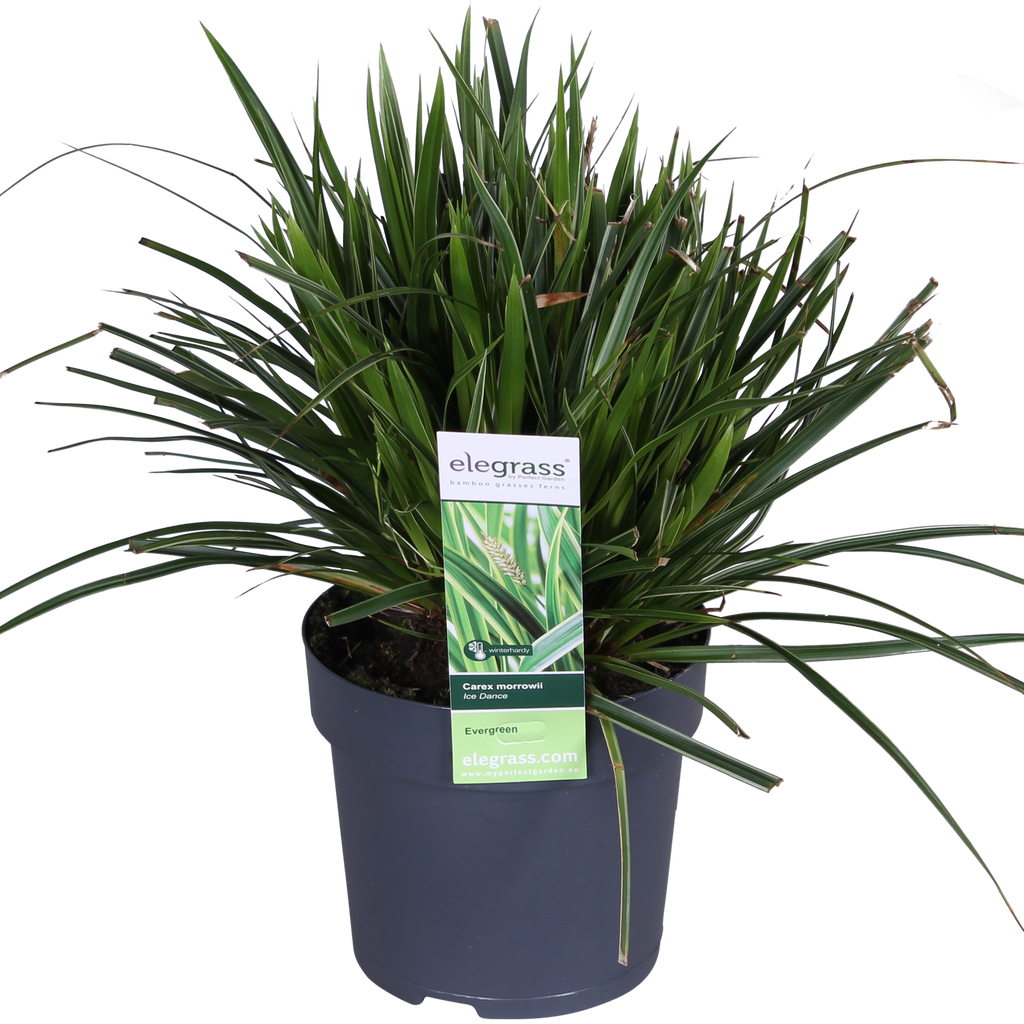 3x, Carex morrowii 'Ice Dance', 30 cm, Ø14 cm