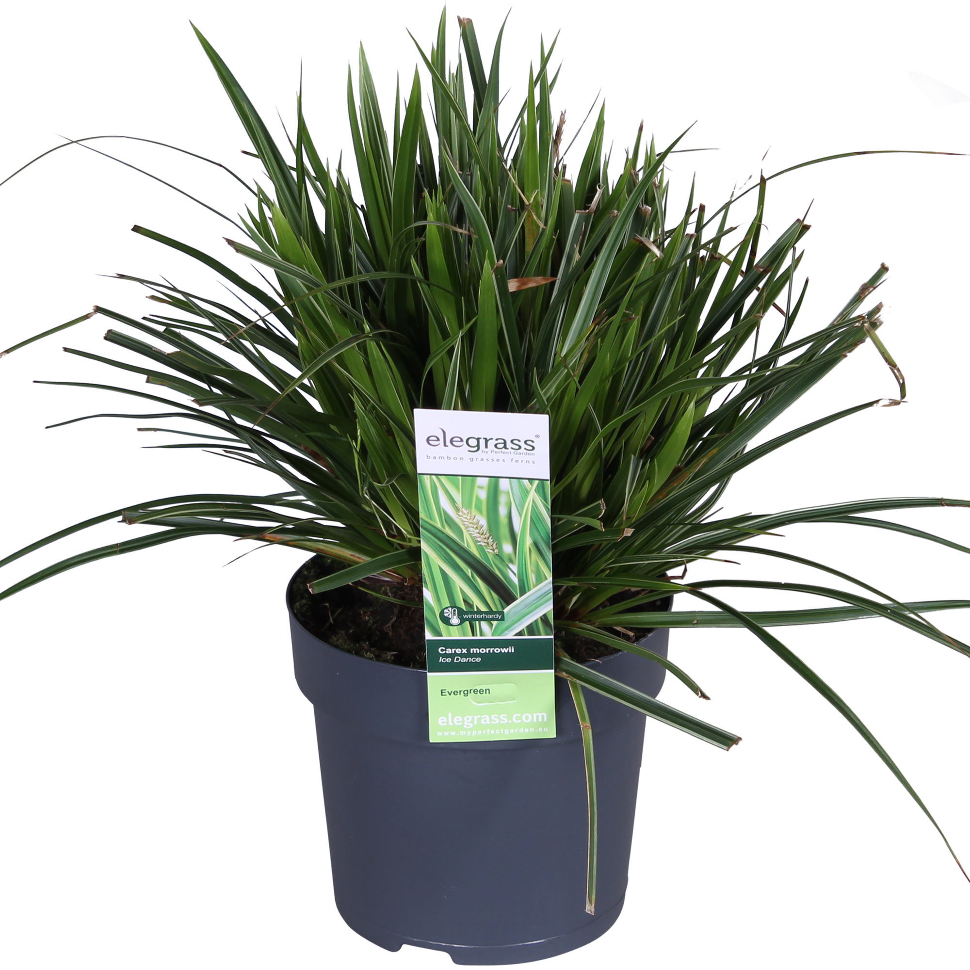 3x, Carex morrowii 'Ice Dance', 30 cm, Ø14 cm