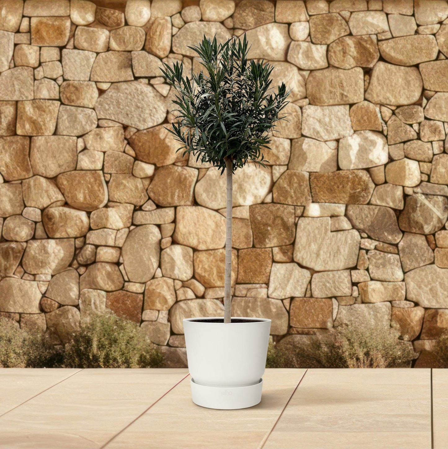 Nerium oleander auf Stamm mit weißer Blüte – 170 cm – Ø40