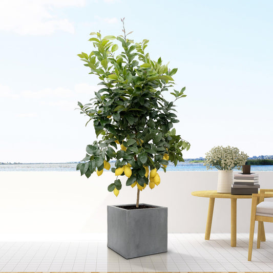 Block Grau – S – D30 × H30