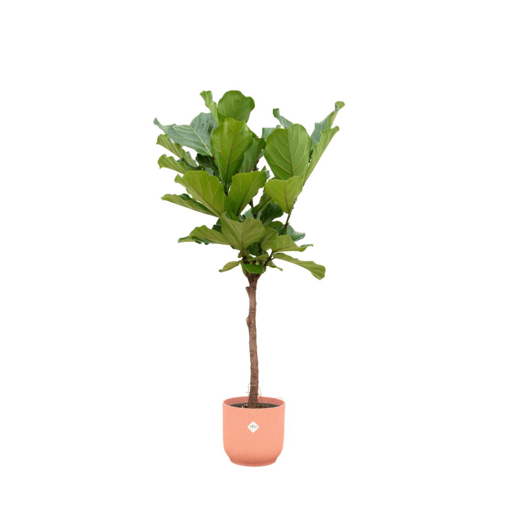 Ficus Lyrata Stamm inkl. elho Vibes Fold Round Rosa – 150 cm – Ø30 - Botanic-Vibes