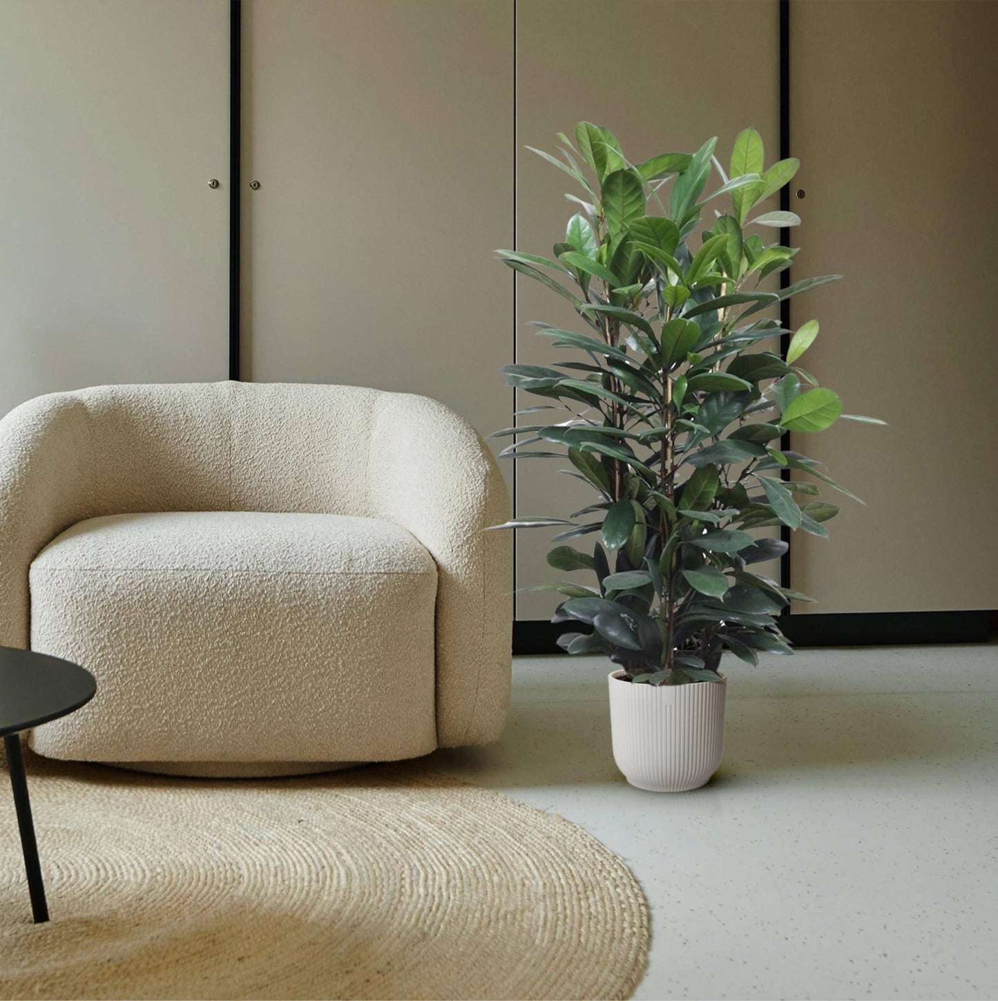 Ficus cyathistipula Strauch – 140 cm – Ø34 - Botanic-Vibes