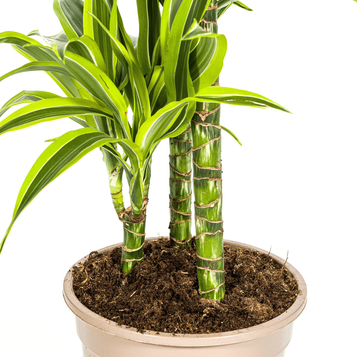 Dracaena Deremensis Lemon Lime Ø21cm - ↕90 - 110cm - Botanic-Vibes
