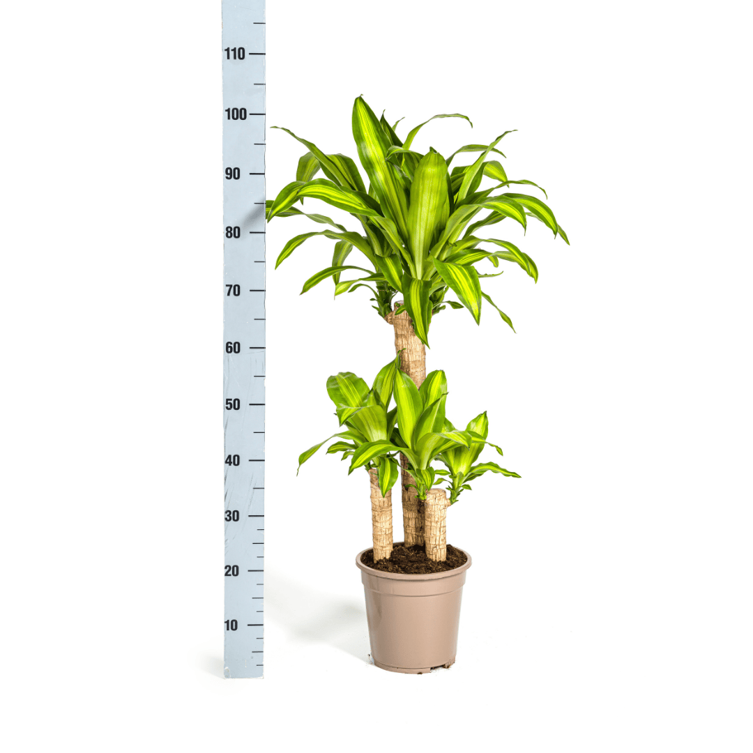 Dracaena Fragrans Massangeana Ø21cm - ↕90 - 110cm - Botanic-Vibes