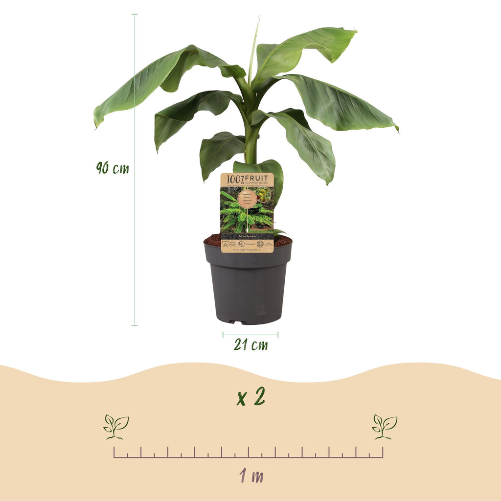 Obstpflanze, Musa Basjoo, Bananenbaum, Winterhart, Grün, 1 Pflanze, Topf 21 cm, 70-90 cm