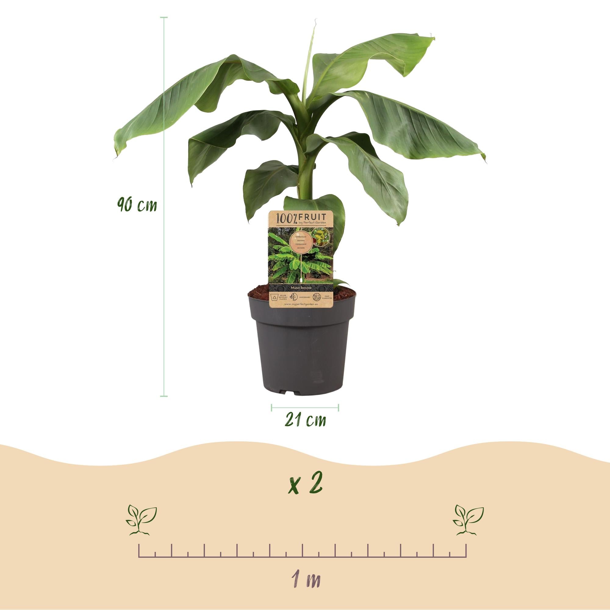Obstpflanze, Musa Basjoo, Bananenbaum, Winterhart, Grün, 1 Pflanze, Topf 21 cm, 70-90 cm