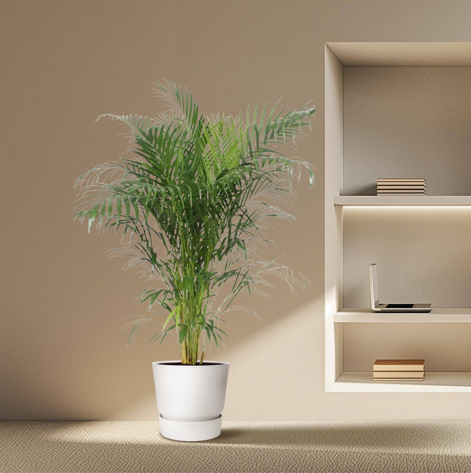 Dypsis lutescens (Areca-Palme) – 150 cm – Ø30 - Botanic-Vibes