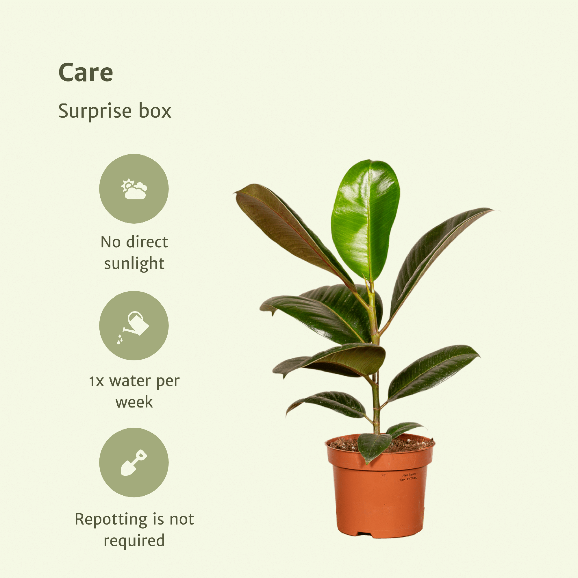 Überraschungsbox