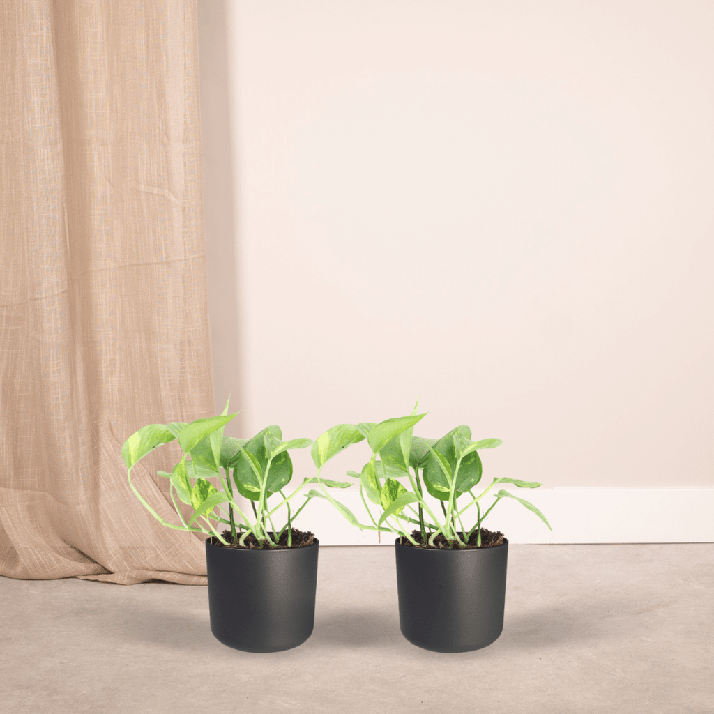 2x Epipremnum Aureum, Scindapsus, 20 cm, Ø12 cm