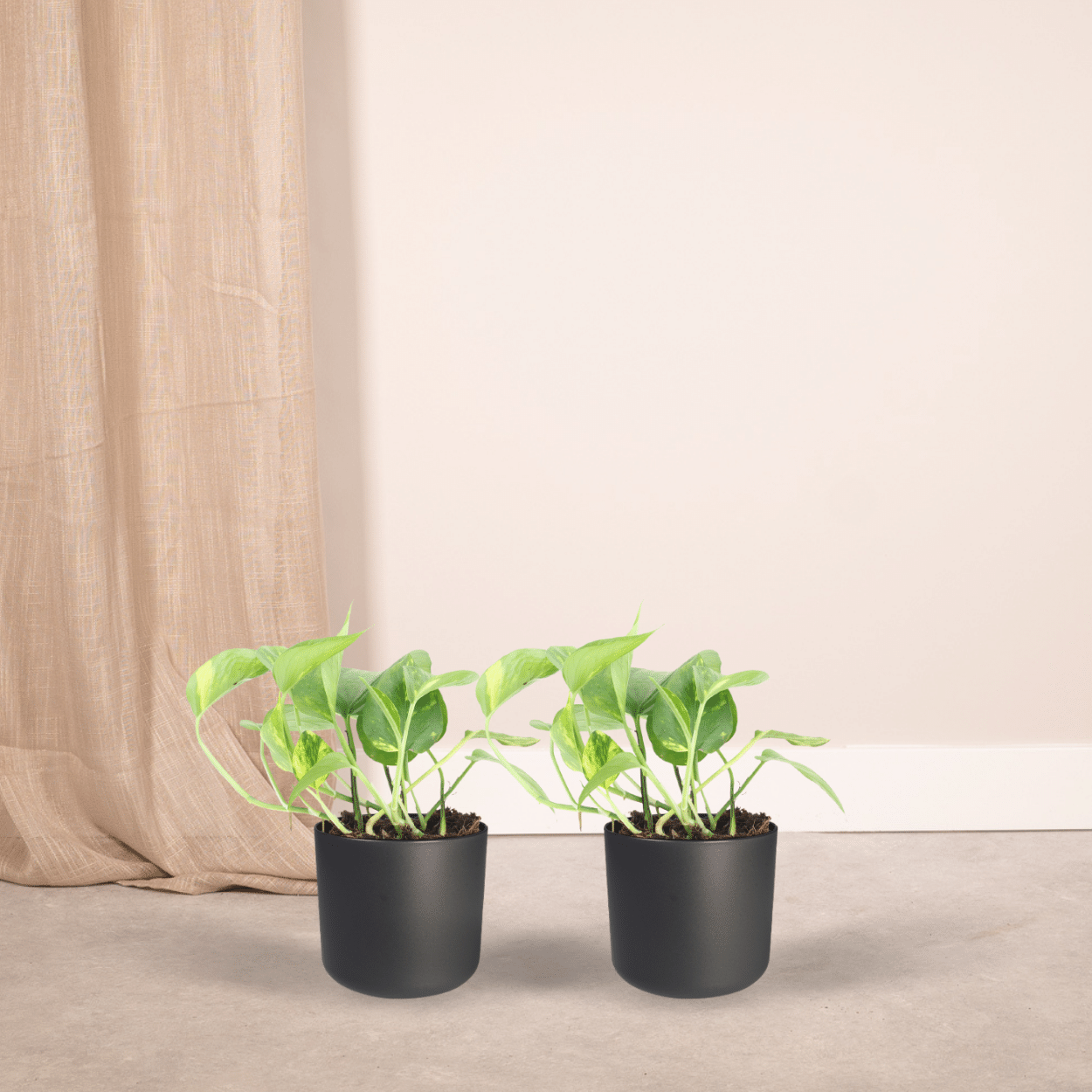 2x Epipremnum Aureum, Scindapsus, 20 cm, Ø12 cm