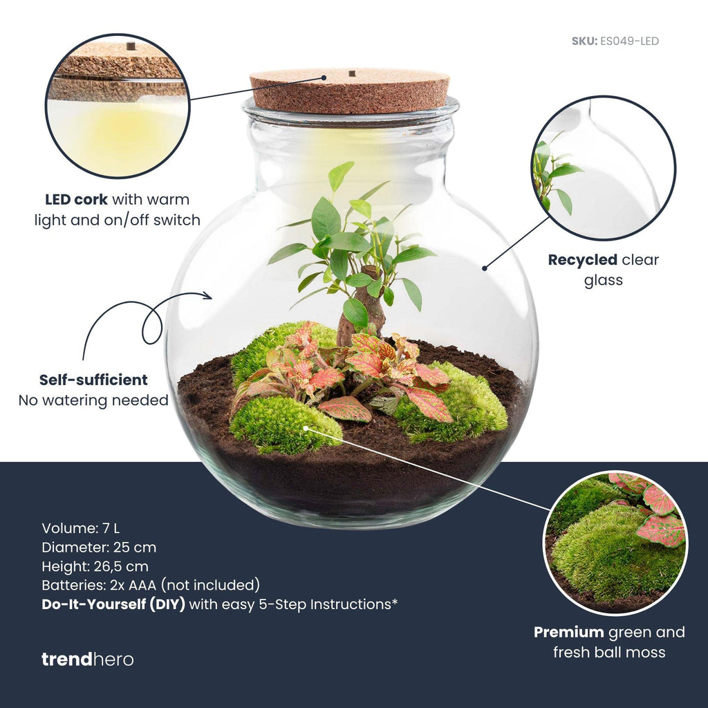 Flaschengarten - Teddy Bonsai - Botanic-Vibes