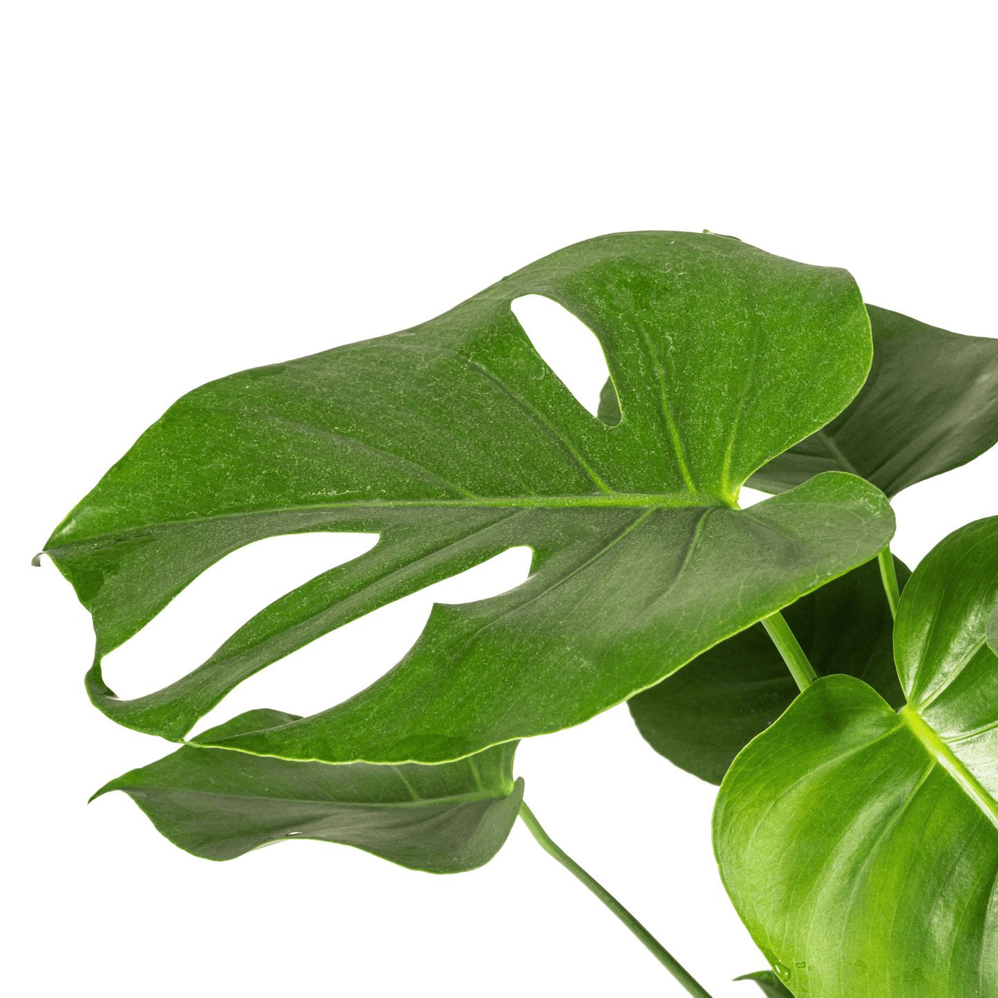 Monstera Deliciosa Tauerii Ø19cm - ↕70 - 90cm - Botanic-Vibes