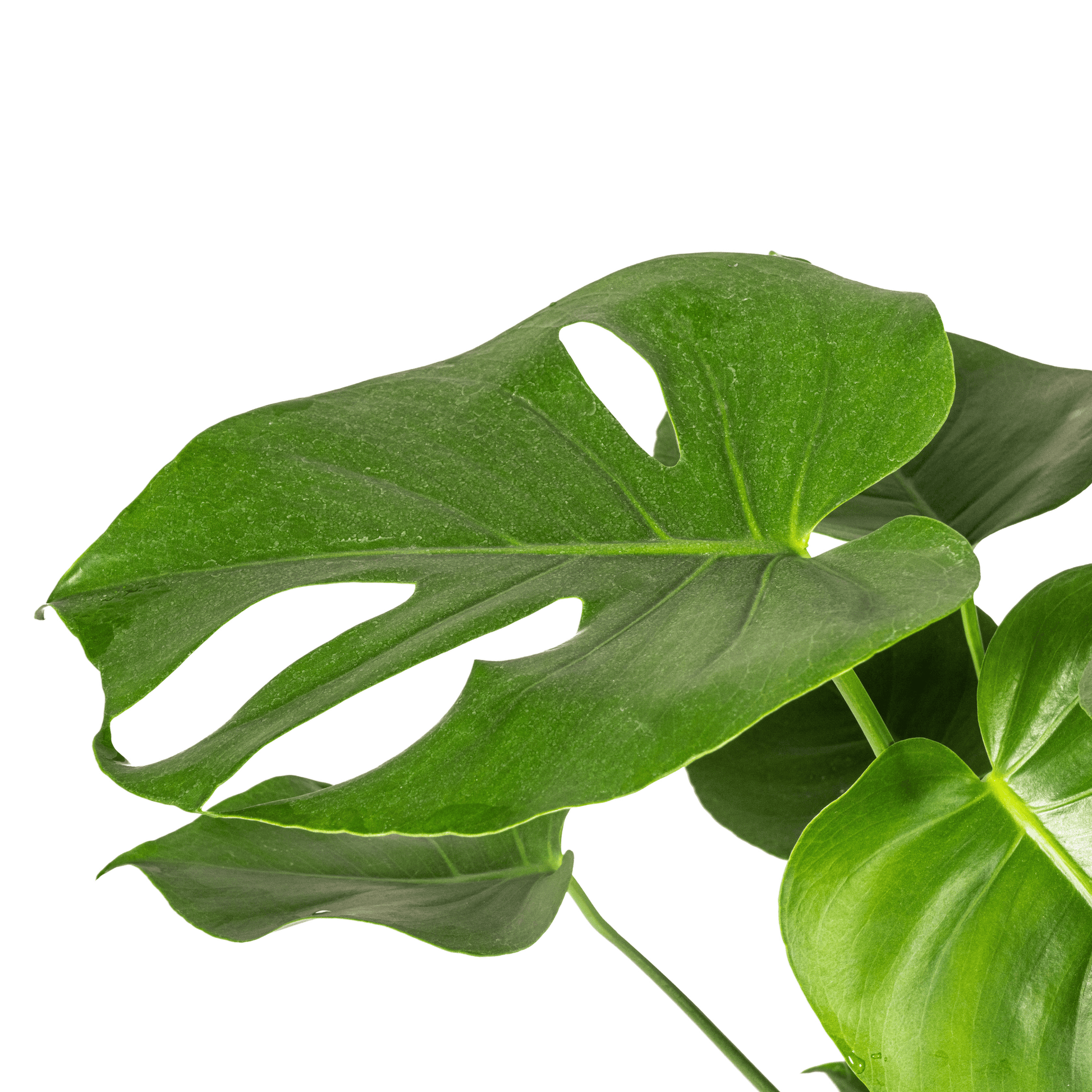 Monstera Deliciosa Tauerii Ø19cm - ↕70 - 90cm - Botanic-Vibes