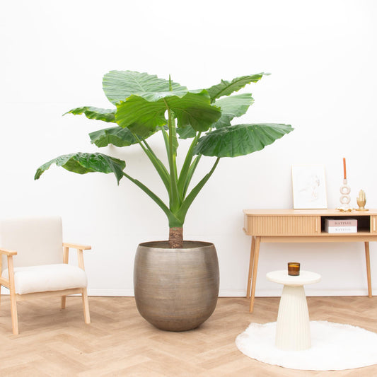 Alocasia Portodora – Einzelstamm – 180 cm