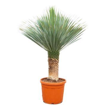 Yucca Rostrata – 140–160cm – Ø55