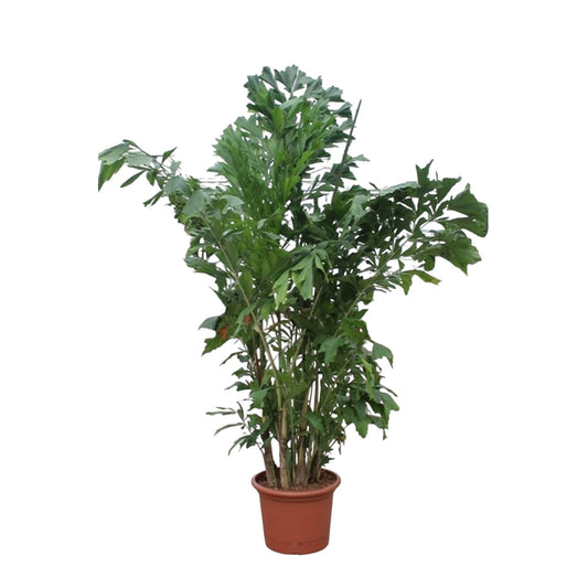 Caryota mitis – 220 cm – ø45