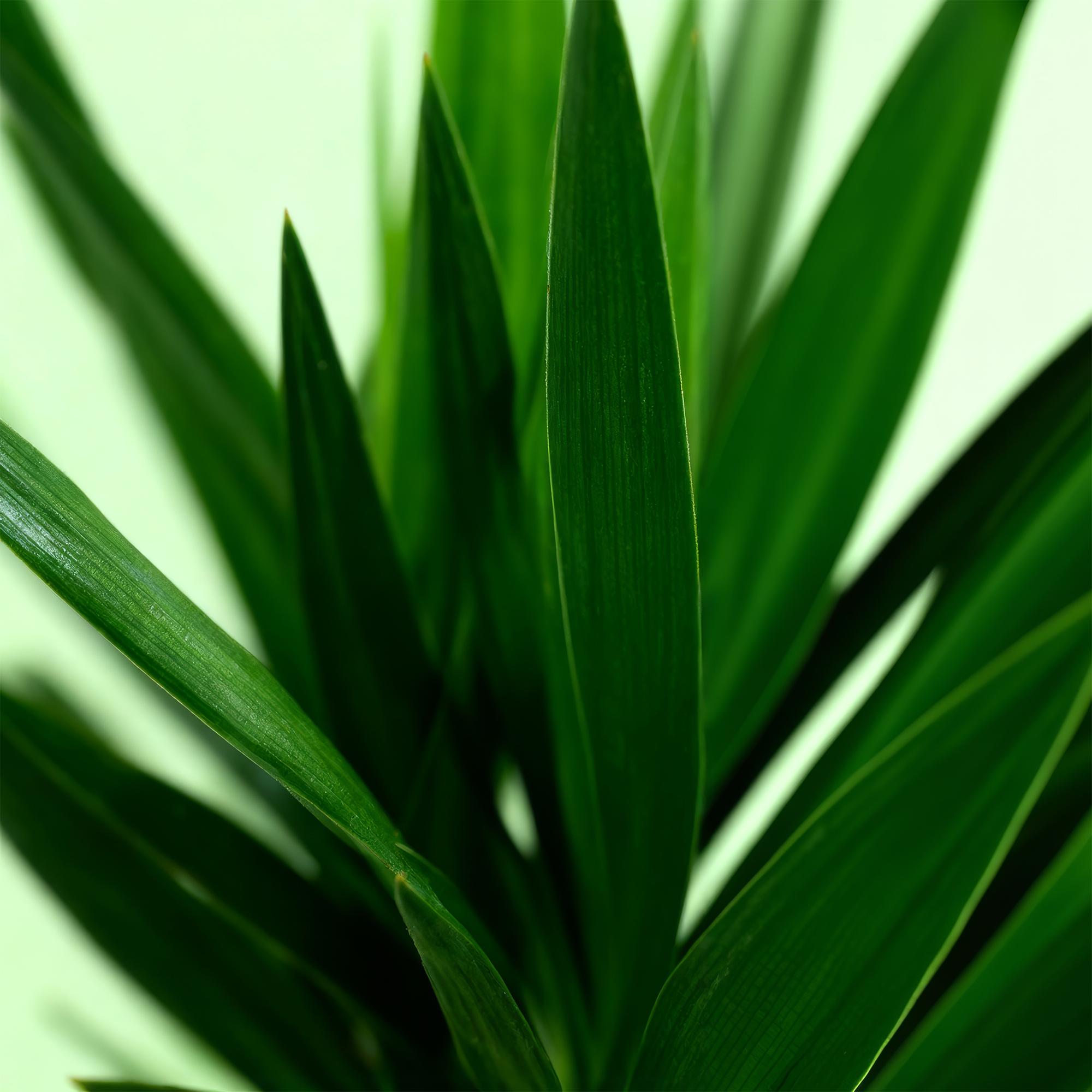 Yucca elephantipes, Yucca, Wenig Pflege, Grün, 1, Topf 19 cm, 95 cm