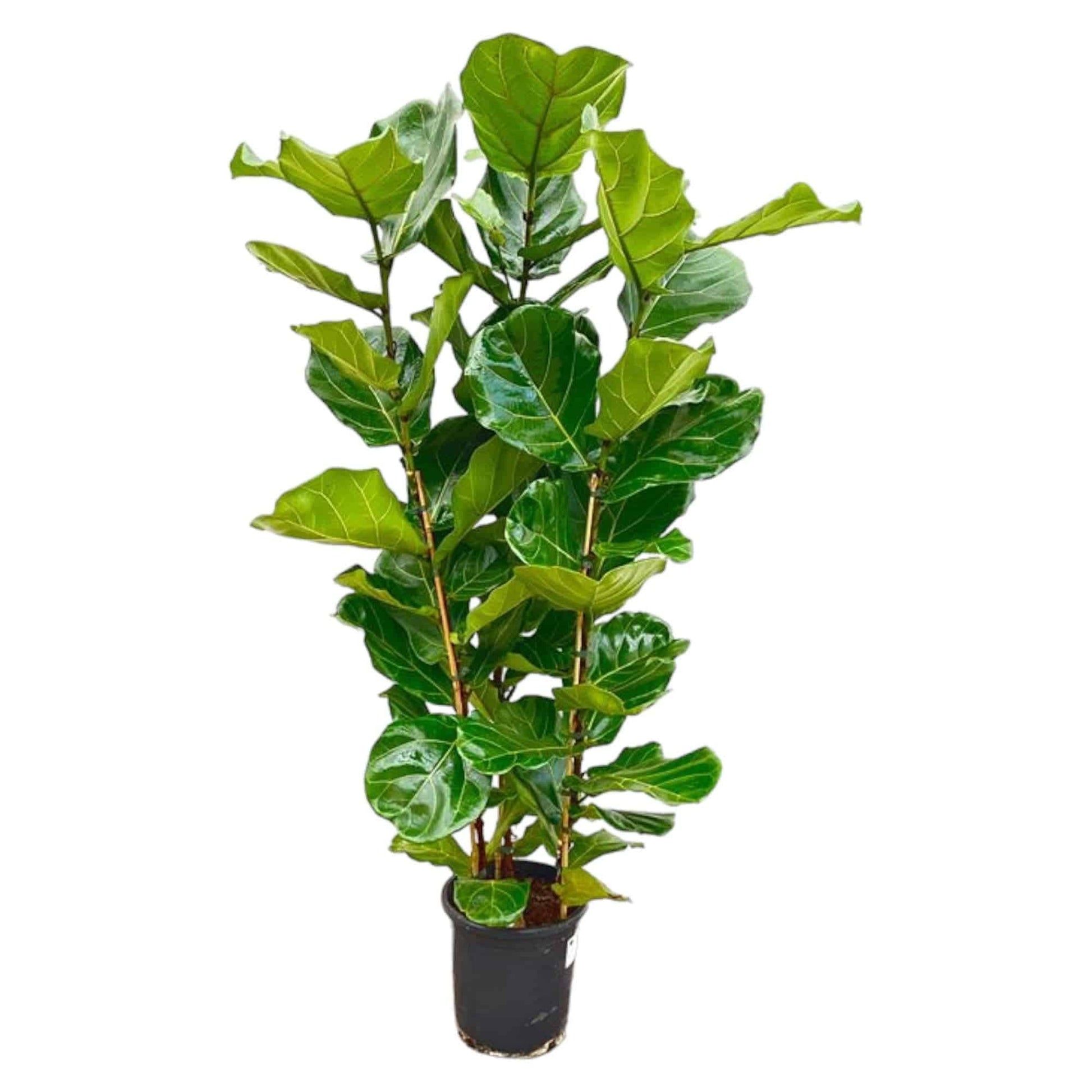 Ficus lyrata Strauch – 155 cm – Ø27 - Botanic-Vibes