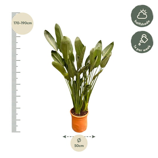 Strelitzia reginae xxl – 200cm – Ø50