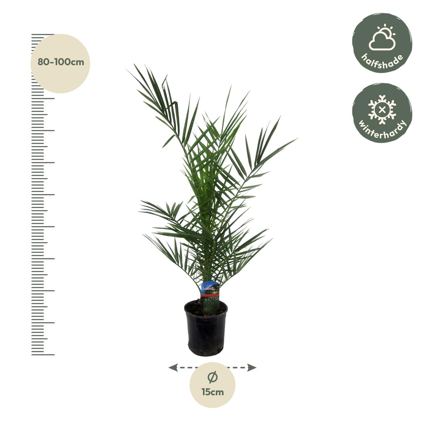 Phoenix canariensis – 80 cm – Ø14