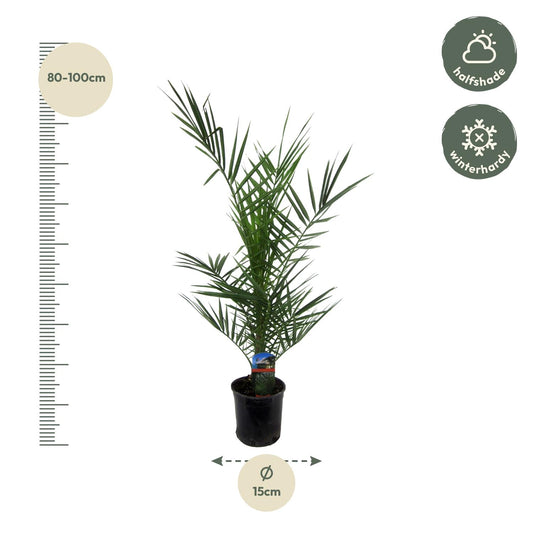 Phoenix canariensis – 80 cm – Ø14