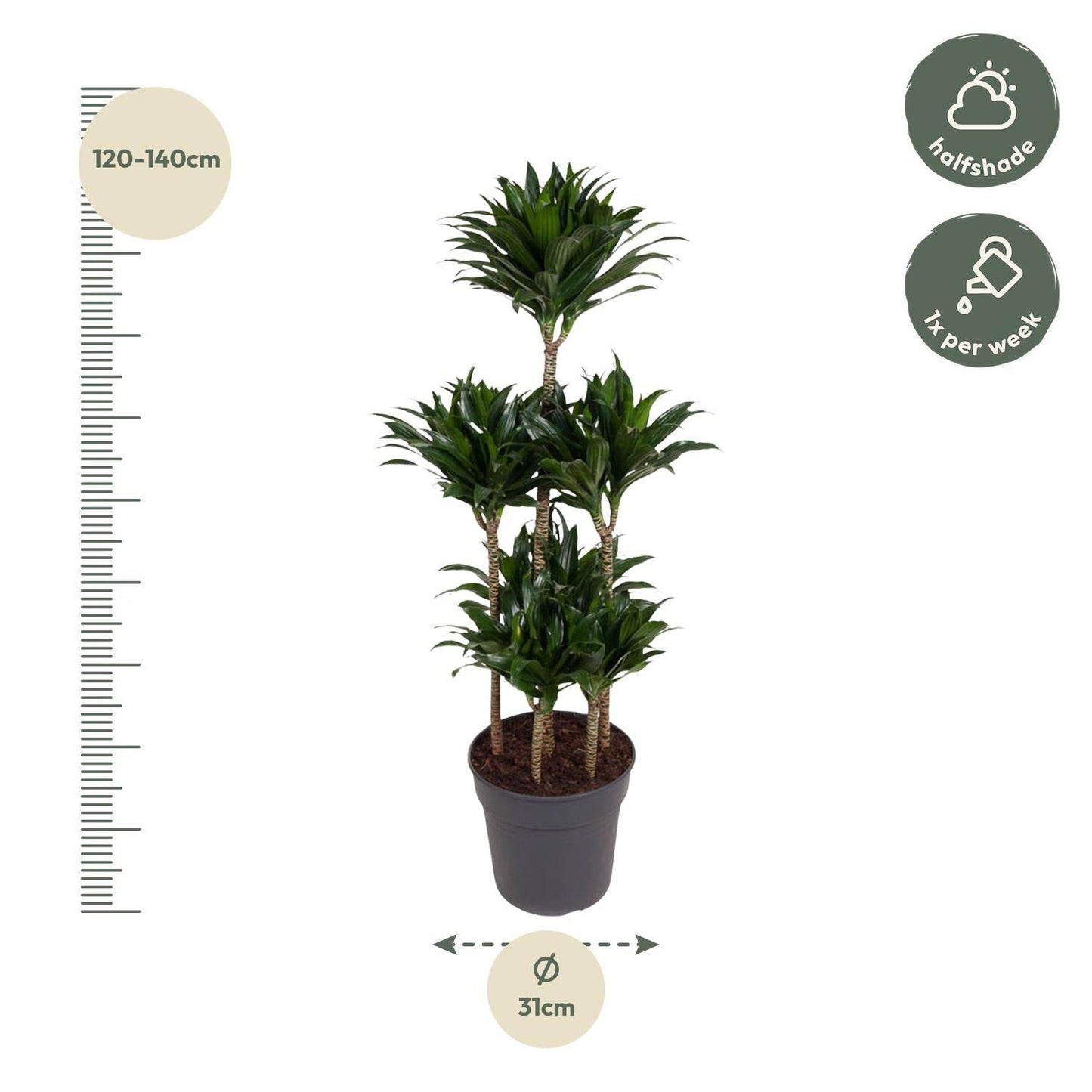 Dracaena compacta carrousel – 130 cm – ø31 - Botanic-Vibes