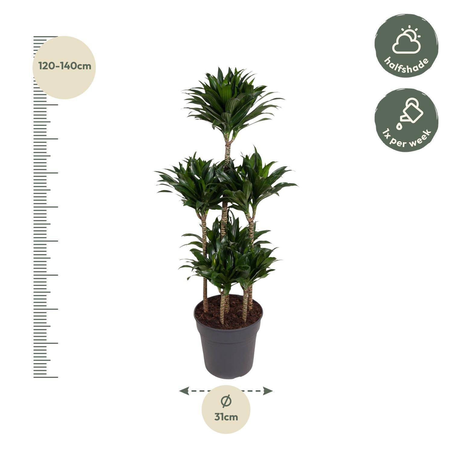 Dracaena compacta carrousel – 130 cm – ø31 - Botanic-Vibes