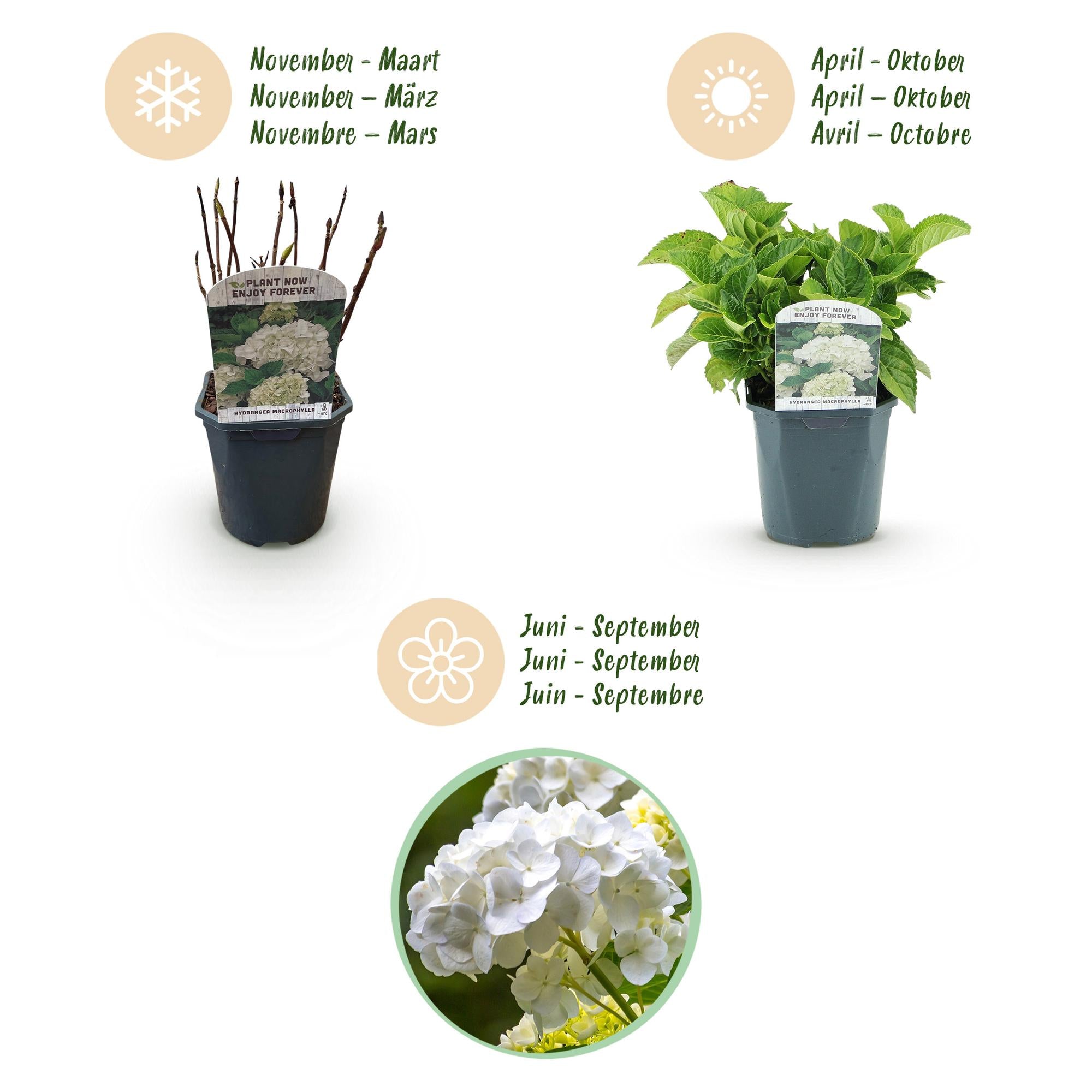 Hortensie, Hydrangea macrophylla Weiß, Blüte Weiß, 3 Pflanzen, 1 m2, Laubabwerfend, Wenig Pflege, Topf 17 cm 30 cm