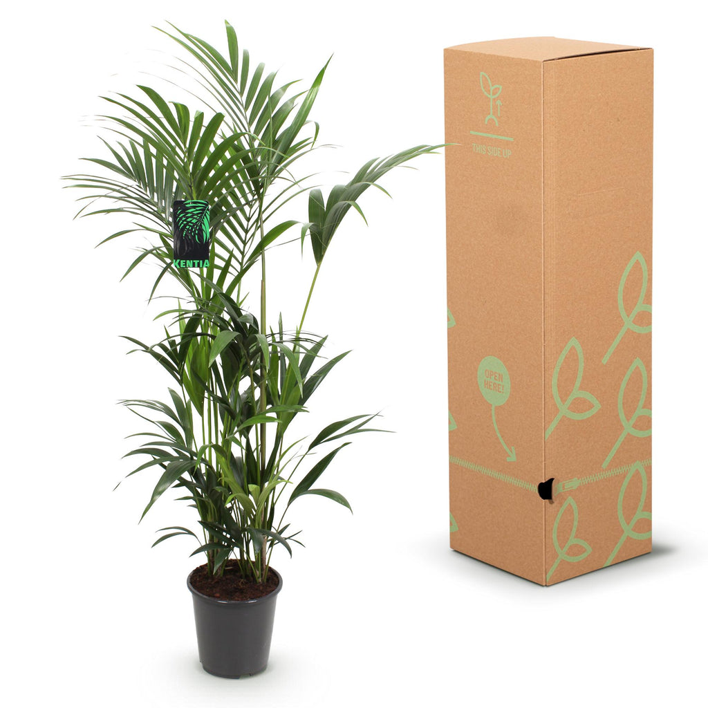 Howea Forsteriana, Kentia-Palme, Pflegeleicht, Grün, 1 Pflanze, Topf 27 cm, 160-170 cm