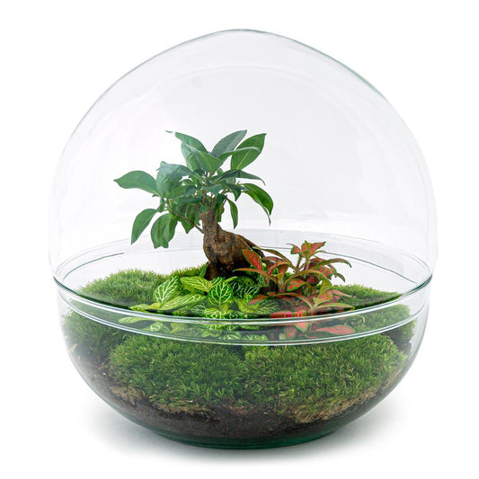 Flaschengarten – Dome XL – Ficus Ginseng Bonsai – 30 cm – Rechen + Schaufel + Pinzette