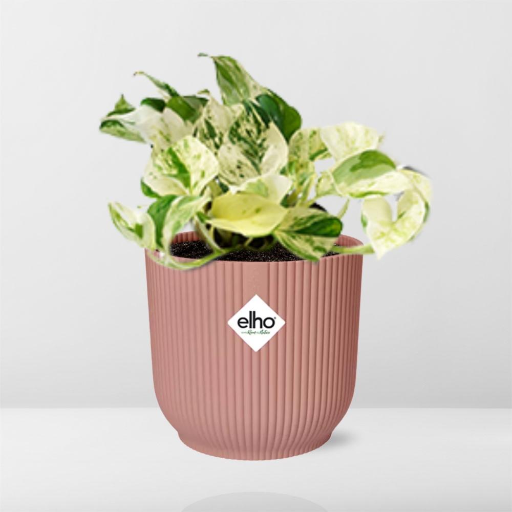 Epipremnum Pinnatum Happy Leaf im ELHO Vibes Fold, 14 cm, rosa
