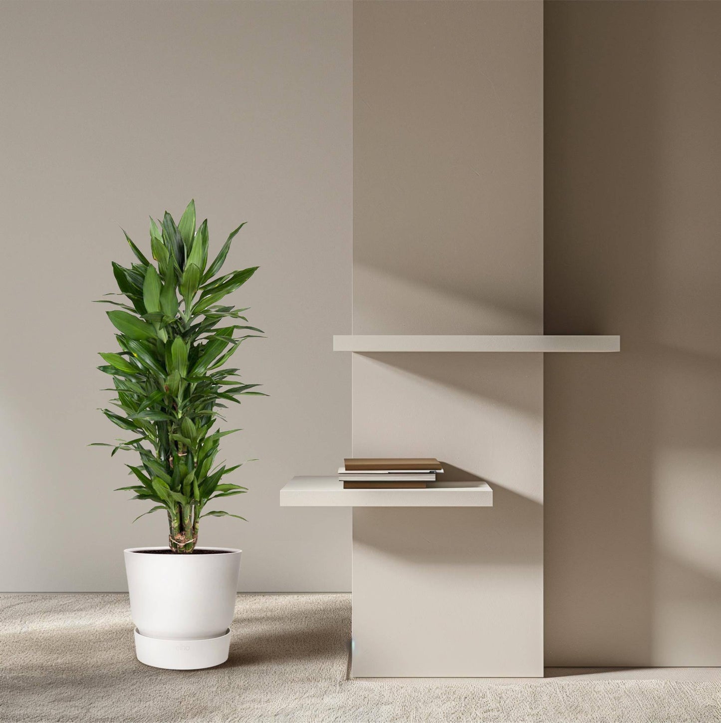 Dracaena Janet Lind verzweigt – 110 cm – Ø27 - Botanic-Vibes