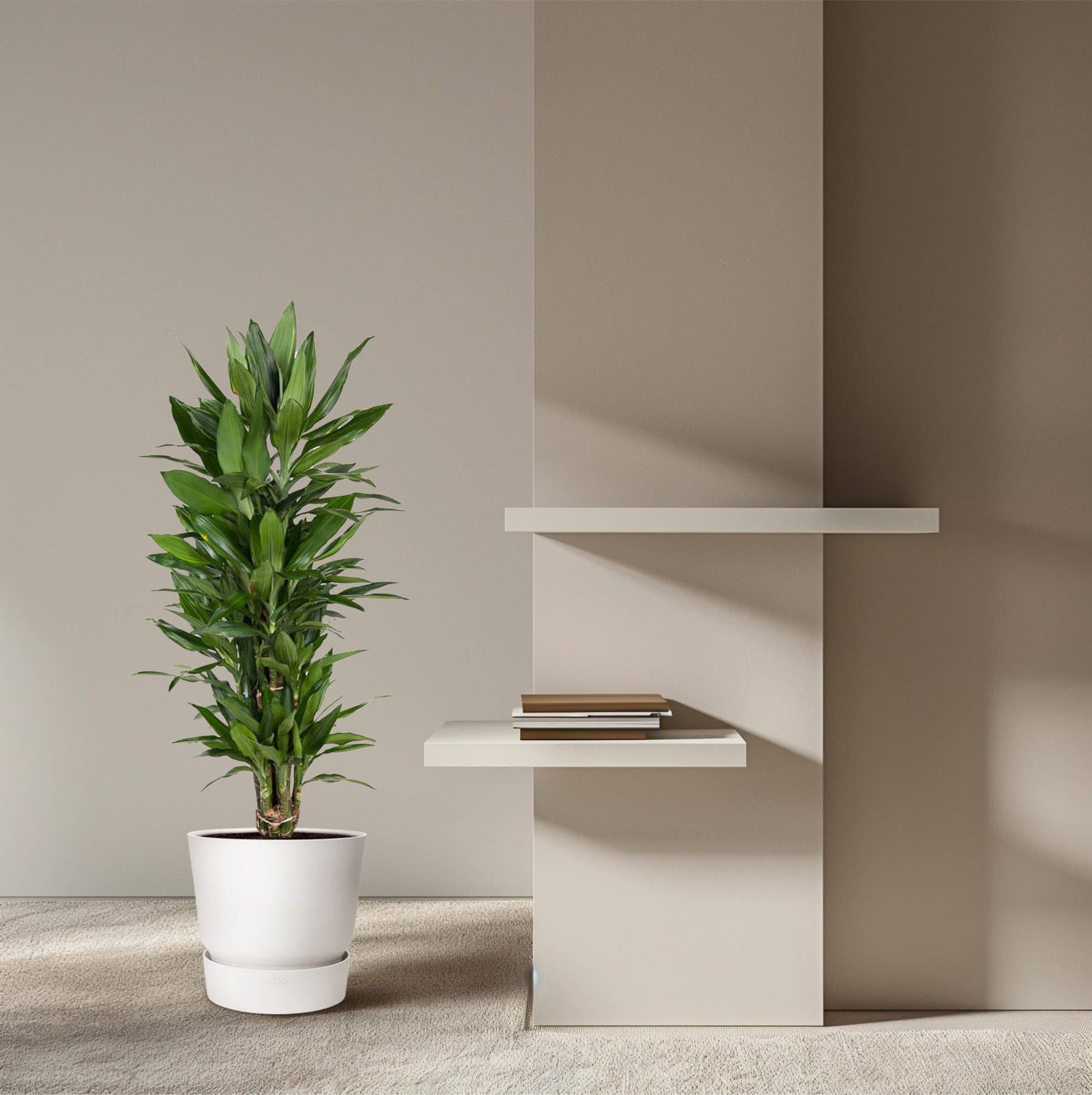 Dracaena Janet Lind verzweigt – 110 cm – Ø27 - Botanic-Vibes