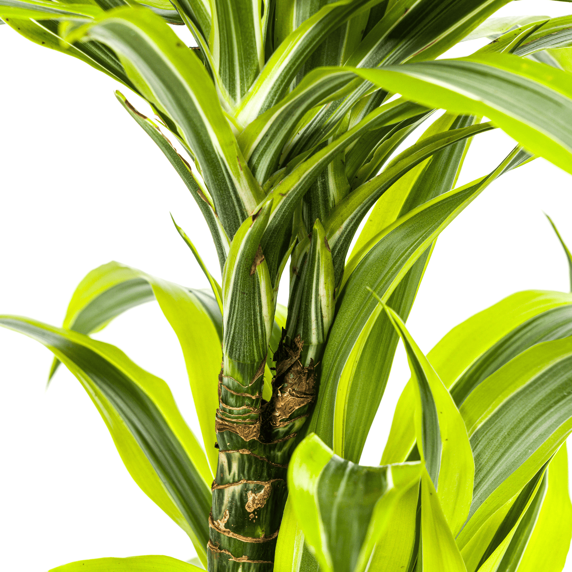 Dracaena Deremensis Lemon Lime Ø19cm - ↕70 - 90cm - Botanic-Vibes
