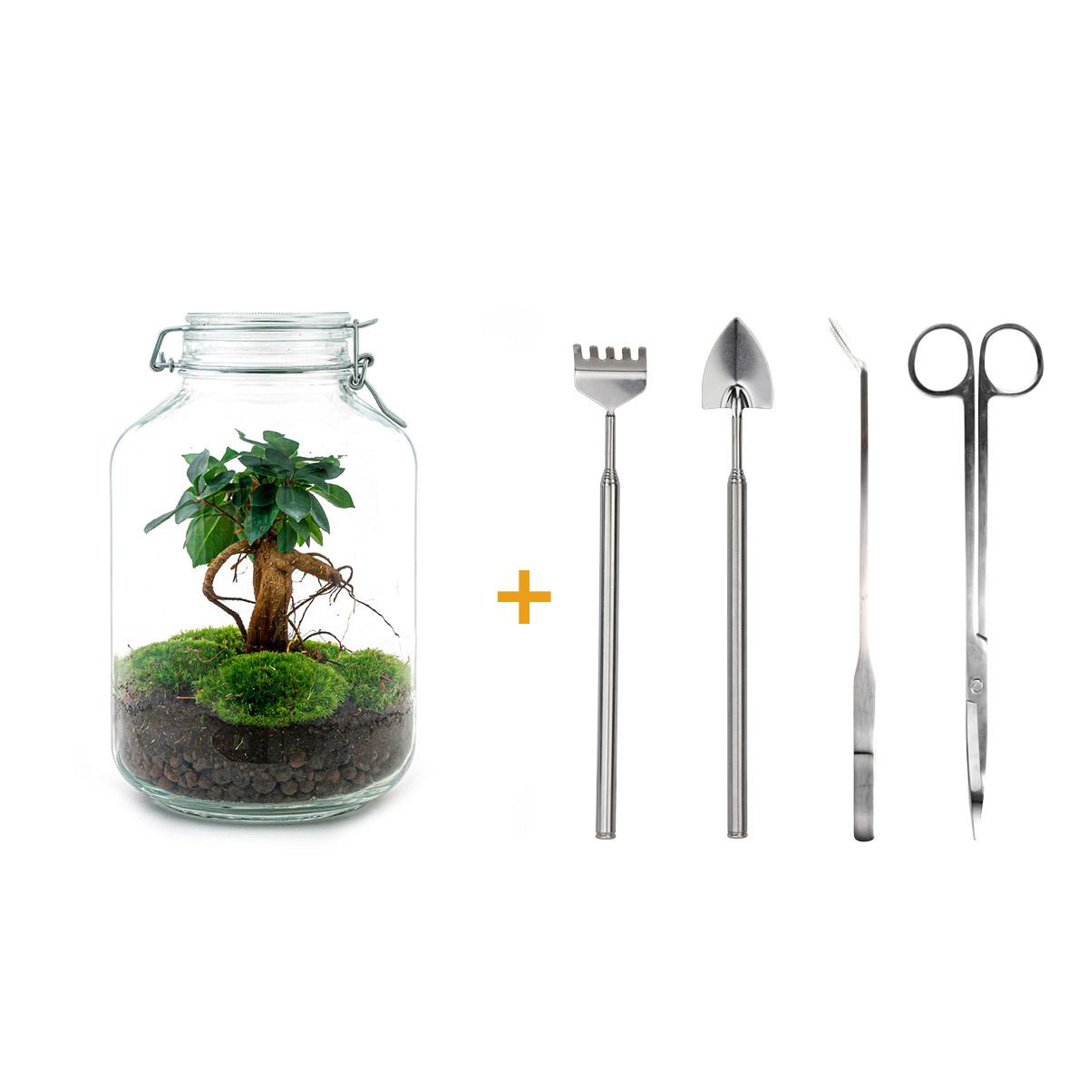 Flaschengarten – Ficus Ginseng Bonsai – 28 cm – Rechen + Schaufel + Pinzette + Schere